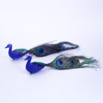 Peacock Pair