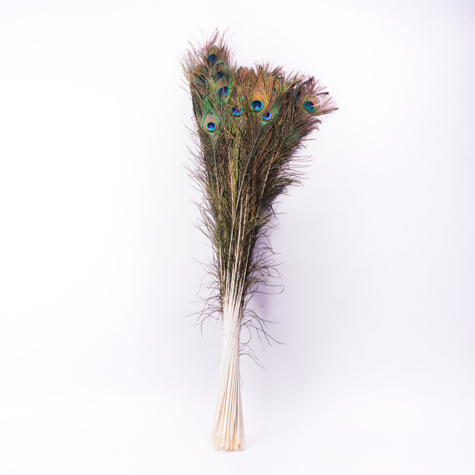 Peacock Feathers Pack of 100